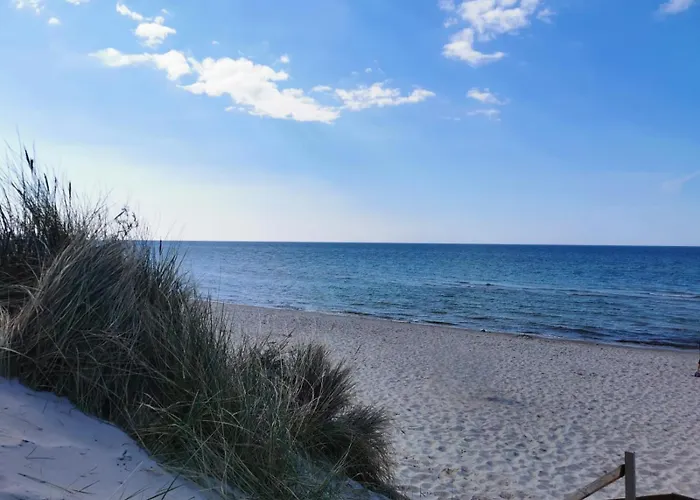 Seaside Forest - Polanki