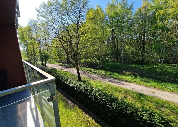 Seaside Forest - Polanki